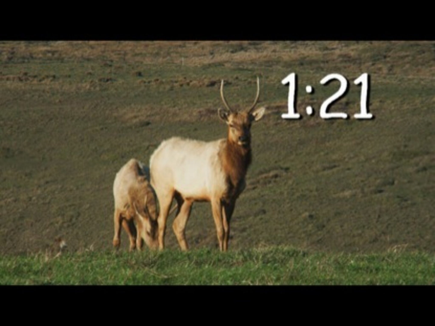 Wildlife Countdown 2