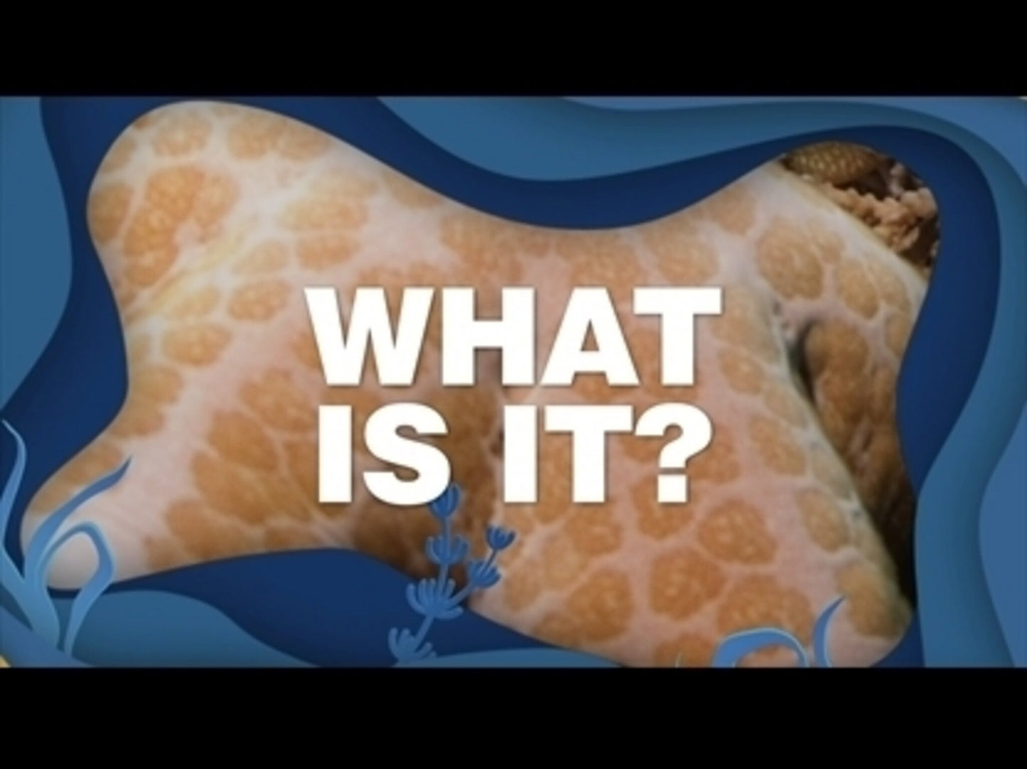 Finding Jesus Under The Sea Close Up Game