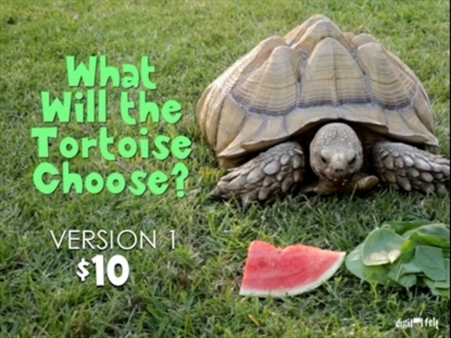 What Will The Tortoise Choose 01