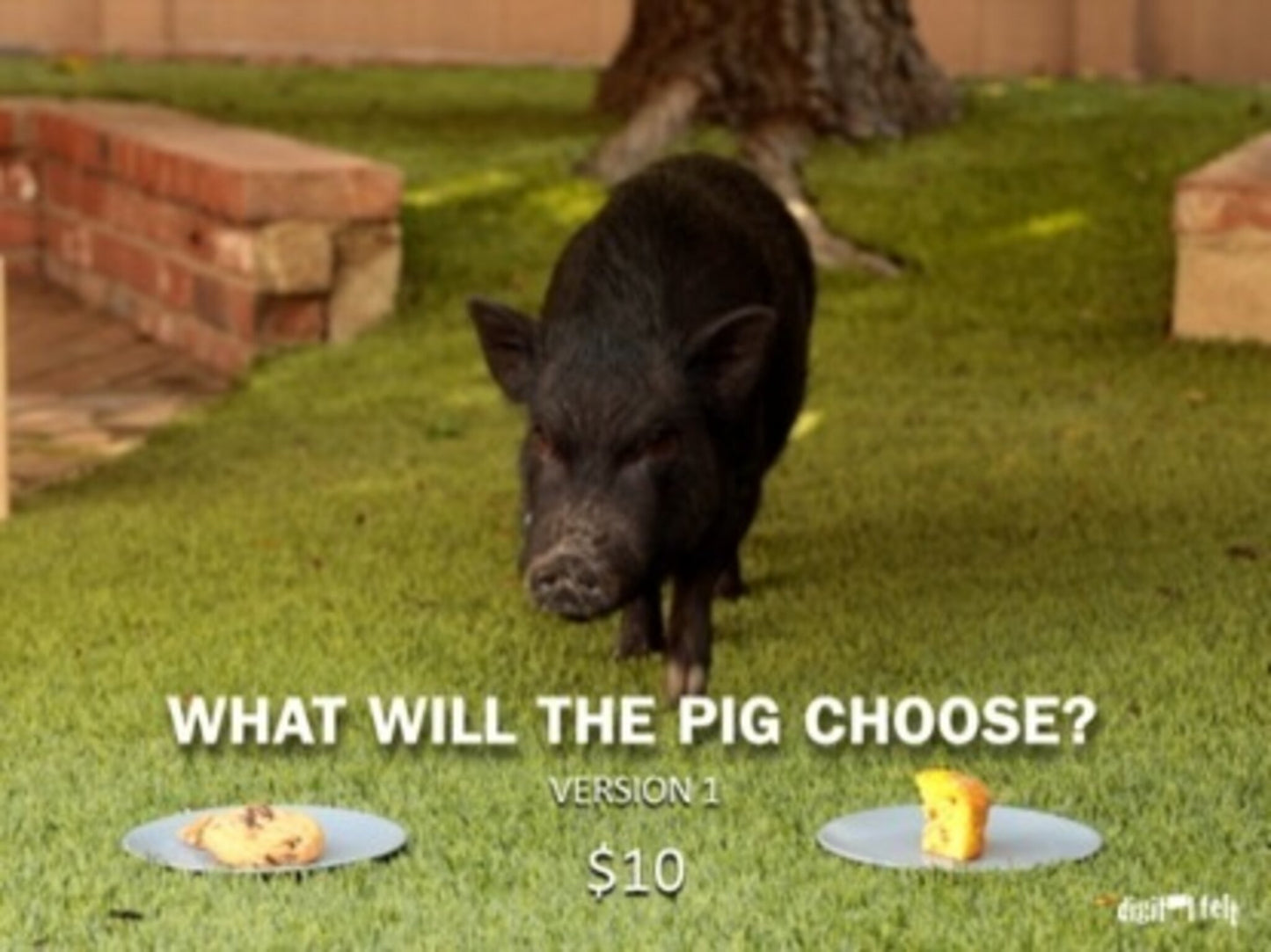 What Will The Pig Choose 1