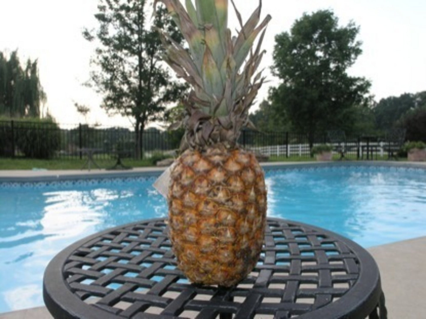 Will It Float: Pineapple
