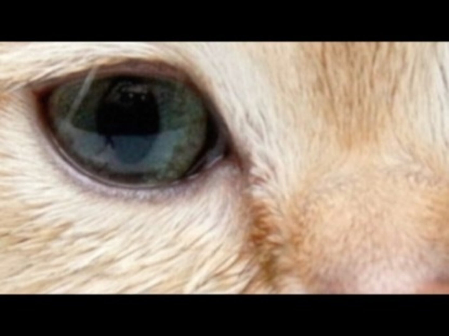 Close Ups Version 2