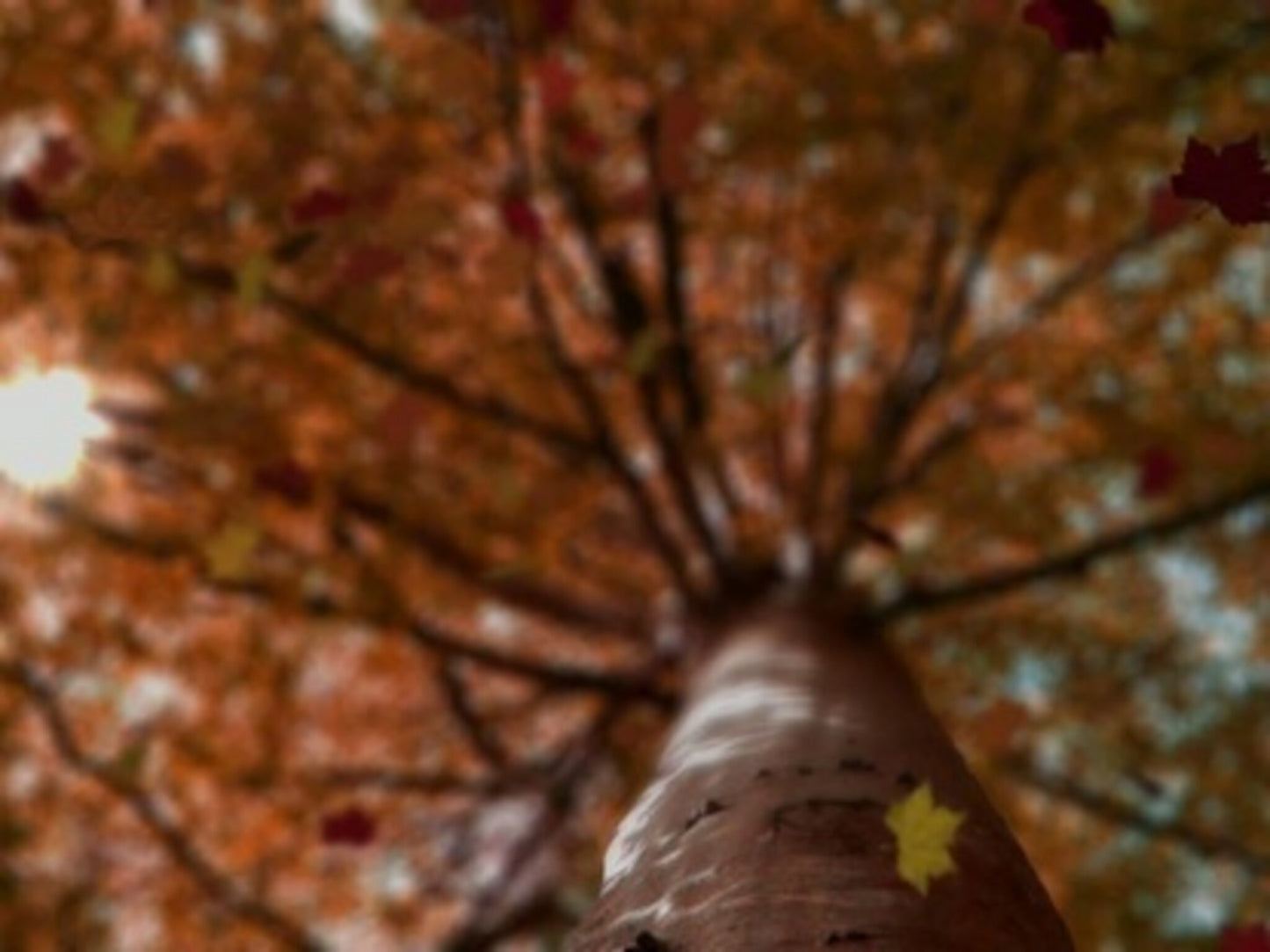 Fall Season Motion Background 2