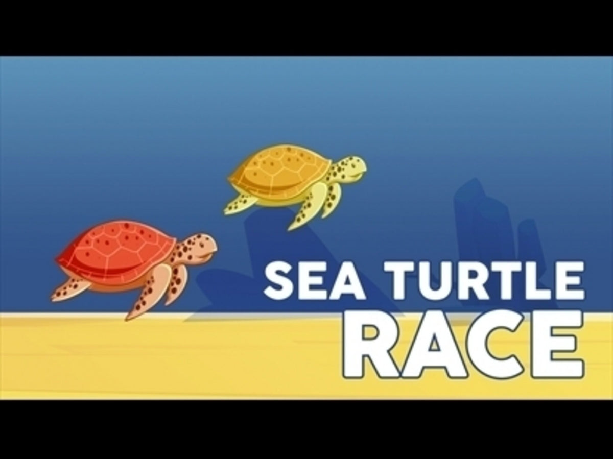 Turtle Rcing Sea Turtle Race | HM Media | Games | WorshipHouse Kids