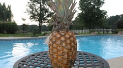 Will It Float: Pineapple